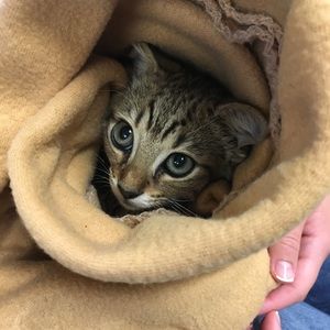 Meet your Posher, Kim